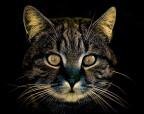 the cat the cat
