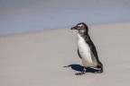 Pinguino sovrappensiero Pinguino sovrappensiero