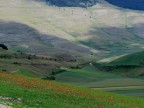 fioritura fioritura