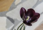 My tulip