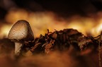 il bosco magico3