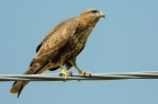 Poiana (Buteo buteo)