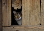 Il micio Il micio