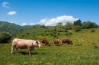 La mucca albina La mucca albina