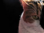 Miaooo_2 Miaooo_2