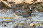 Porciglione_Rallus acquaticus