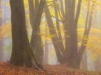 Magic Fog Magic Fog
