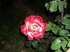 rosa di sera rosa di sera