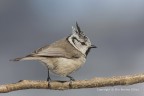 Cincia dal ciuffo (Lophophanes cristatus) Cincia dal ciuffo (Lophophanes cristatus)