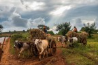 Agricoltura birmana Agricoltura birmana