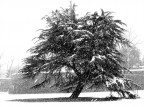 Neve sotto gli spalti delle Mura Neve sotto gli spalti delle Mura