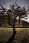 sull'albero sull'albero