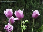 ... Parlano d'amore ... Parlano d'amore