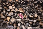Nel legno Nel legno