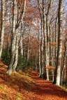 Una strada nel bosco Una strada nel bosco