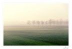 Gli alberi laggiù Gli alberi laggiù