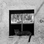 il Gatto (2) [Ritratti di Animali]