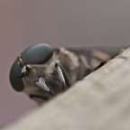 macro macro