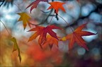 Bokeh d'autunno Bokeh d'autunno