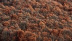 Ruggine di fine autunno