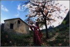 La fata dei loti La fata dei loti