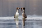 La danza del pinguino La danza del pinguino