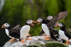 Due puffin discutono chiss� di cosa
Isole Farne Luglio 2012