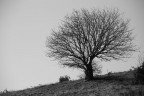 il solitario il solitario