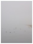 .barriera nebbiosa e calma piatta.