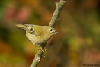 Regolo (Regulus regulus) Regolo (Regulus regulus)