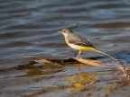 .Motacilla cinerea..