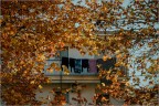 Si sta come d'autunno... Si sta come d'autunno...