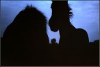horses horses