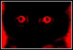 miaoooooo miaoooooo