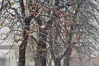 ultime foglie d'autunno