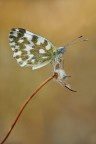 Pontia edusa Pontia edusa
