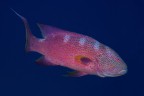 Cernia corallina Cernia corallina