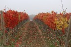 Nebbia autunnale Nebbia autunnale