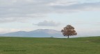 l albero l albero