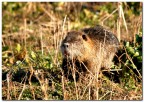 Nutria