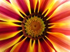 Gazania