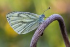 Navoncella Navoncella