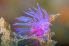 Flabellina Flabellina