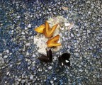 Farfalle nere e gialle