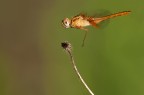 Elicottero in volo Elicottero in volo