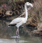 giovani fenicotteri crescono...