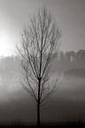 L'albero spoglio L'albero spoglio