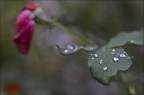 L'ultima rosa
