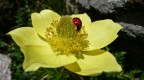 Coccinella Coccinella
