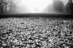 Nebbia Nebbia